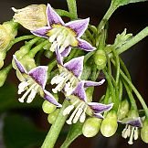 Capsicum caatingae Barboza & Agra