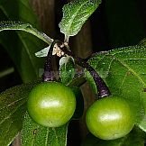 Capsicum caatingae Barboza & Agra