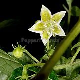 Capsicum cornutum (Hiern) Hunz.