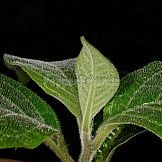Capsicum dusenii Bitter