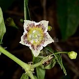 Capsicum flexuosum Sendtn.