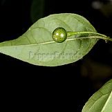 Capsicum flexuosum Sendtn.