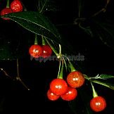 Capsicum flexuosum Sendtn.