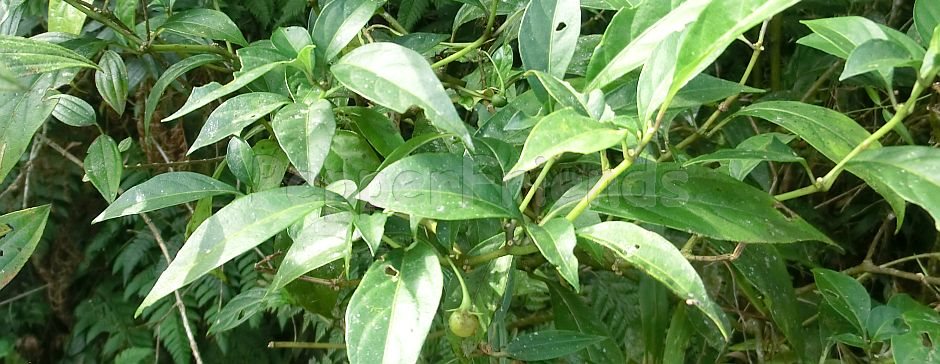 Capsicum hunzikerianum Barboza & Bianchetti