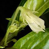 Capsicum hunzikerianum Barboza & Bianchetti