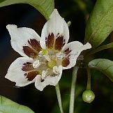 Capsicum pereirae Barboza & Bianchetti