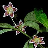 Capsicum sp.6 (LBB1559, LBB1564, LBB1556)