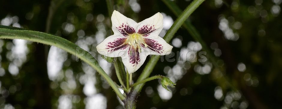 Capsicum sp.9 (LBB1569)