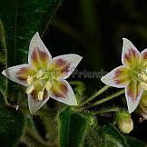 Capsicum villosum Sendtn.