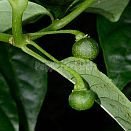 Immature fruit