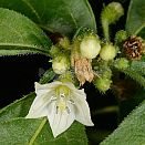 Capsicum cornutum