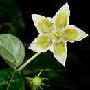 Capsicum cornutum