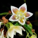 Capsicum schottianum