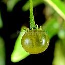 Capsicum recurvatum