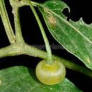 Capsicum recurvatum