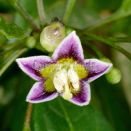 Capsicum caatingae