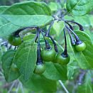 Capsicum caatingae