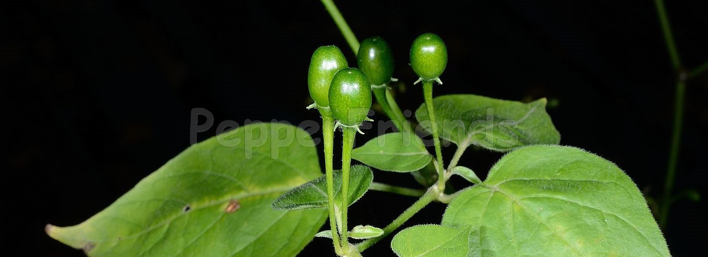 Capsicum baccatum L. var. baccatum