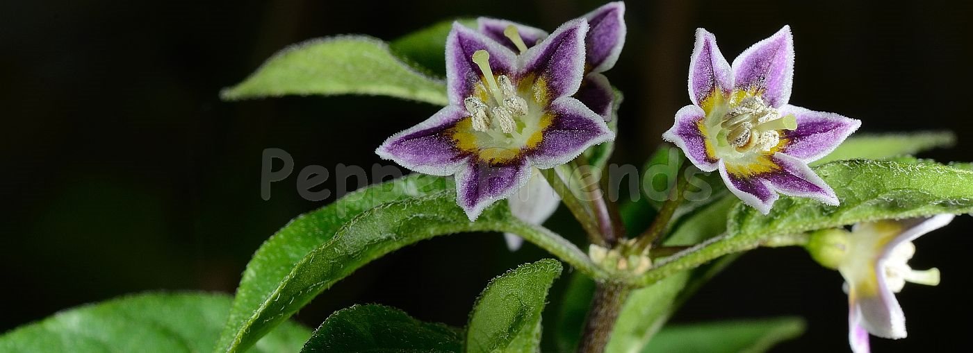 Capsicum caatingae Barboza & Agra