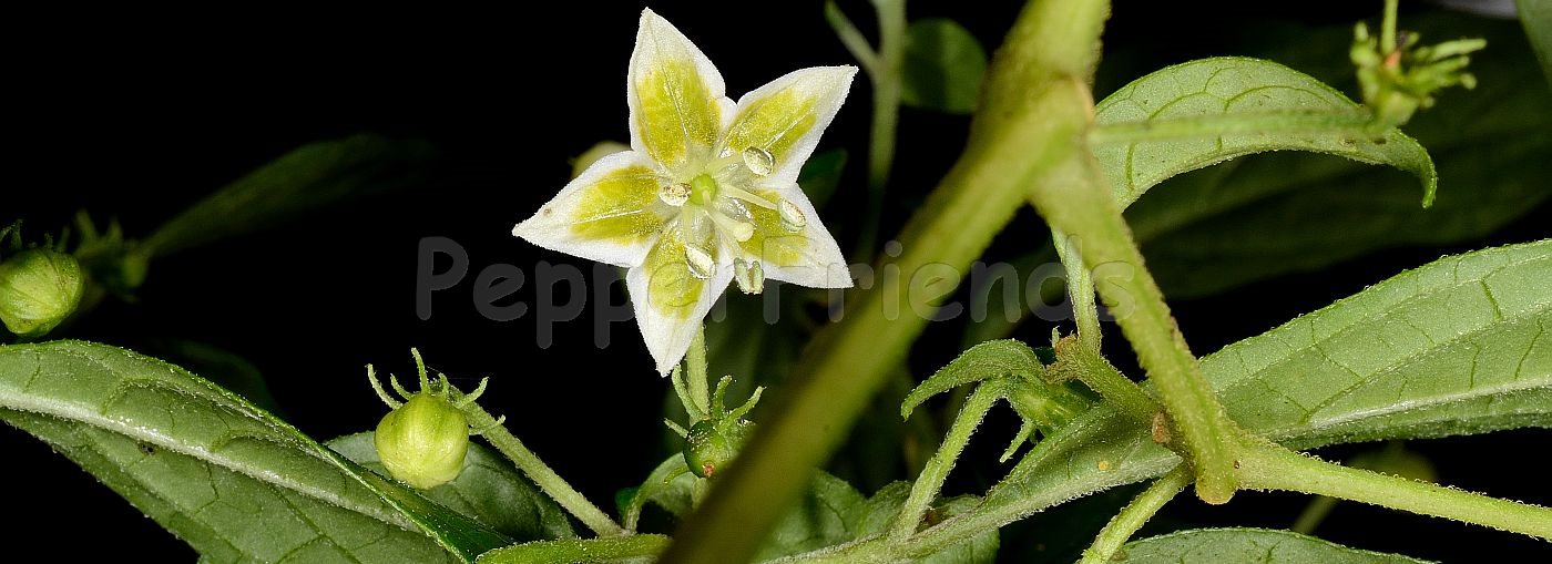 Capsicum cornutum (Hiern) Hunz.