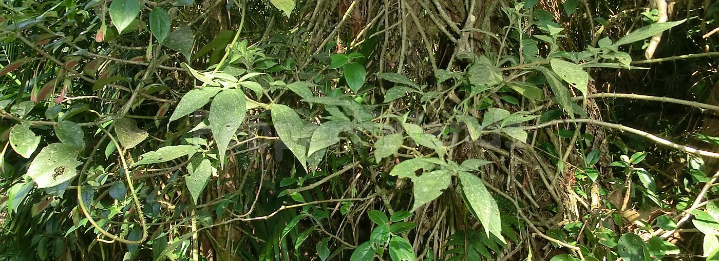 Capsicum dusenii Bitter