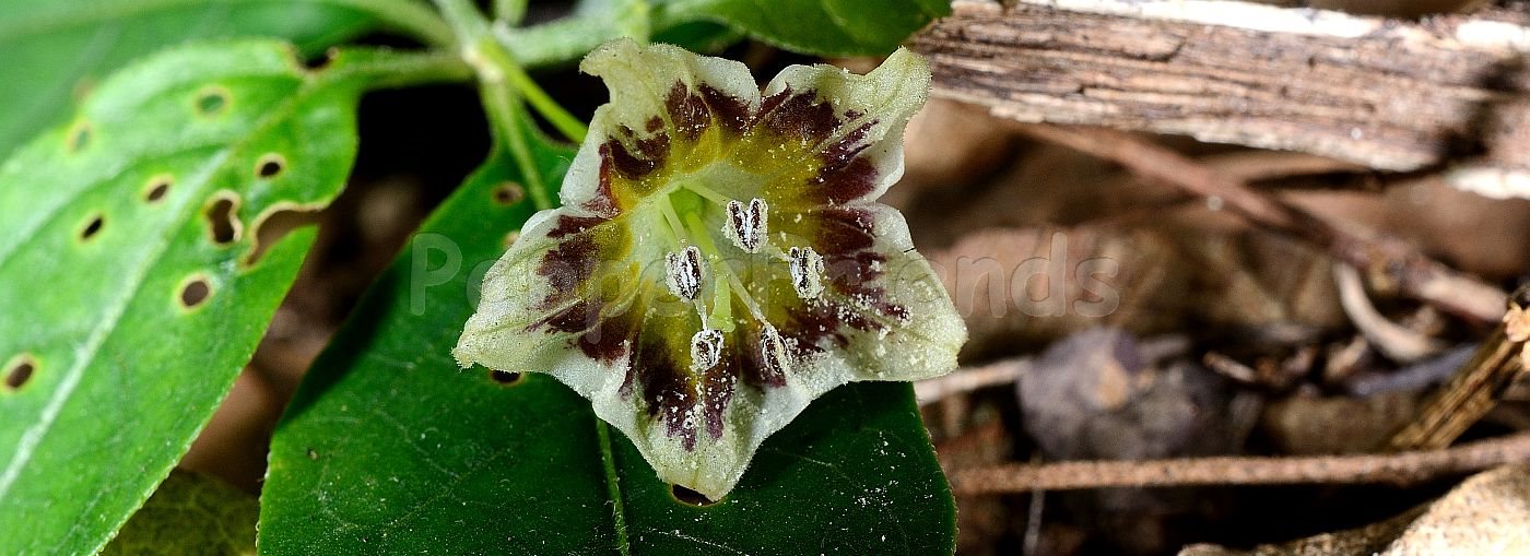 Capsicum flexuosum Sendtn.