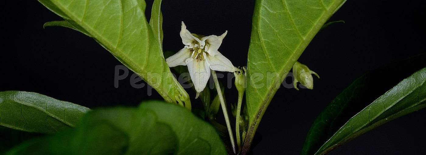 Capsicum hunzikerianum Barboza & Bianchetti