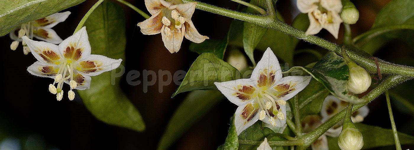 Capsicum pereirae Barboza & Bianchetti