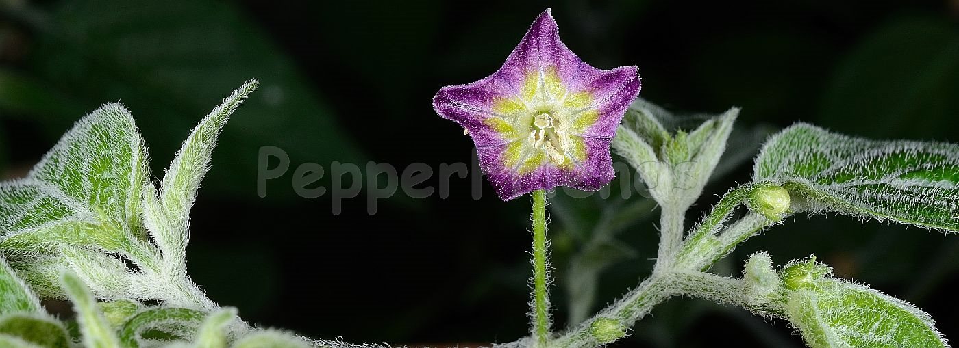 Capsicum praetermissum Heiser & Smith