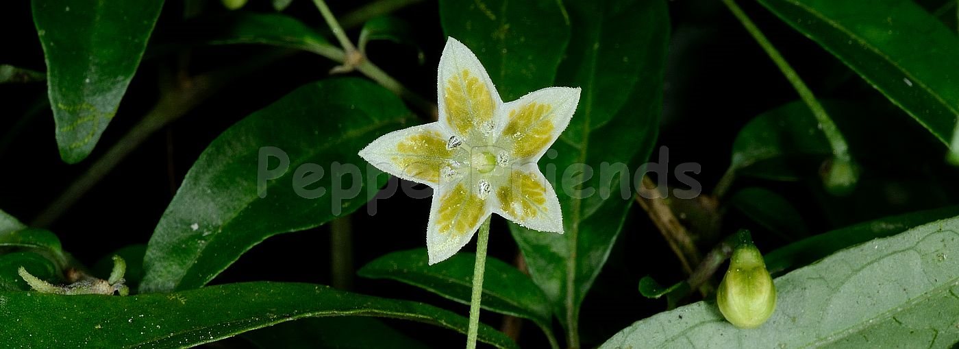 Capsicum schottianum Sendtn.