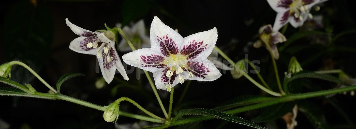 Capsicum sp.9 (LBB1569)