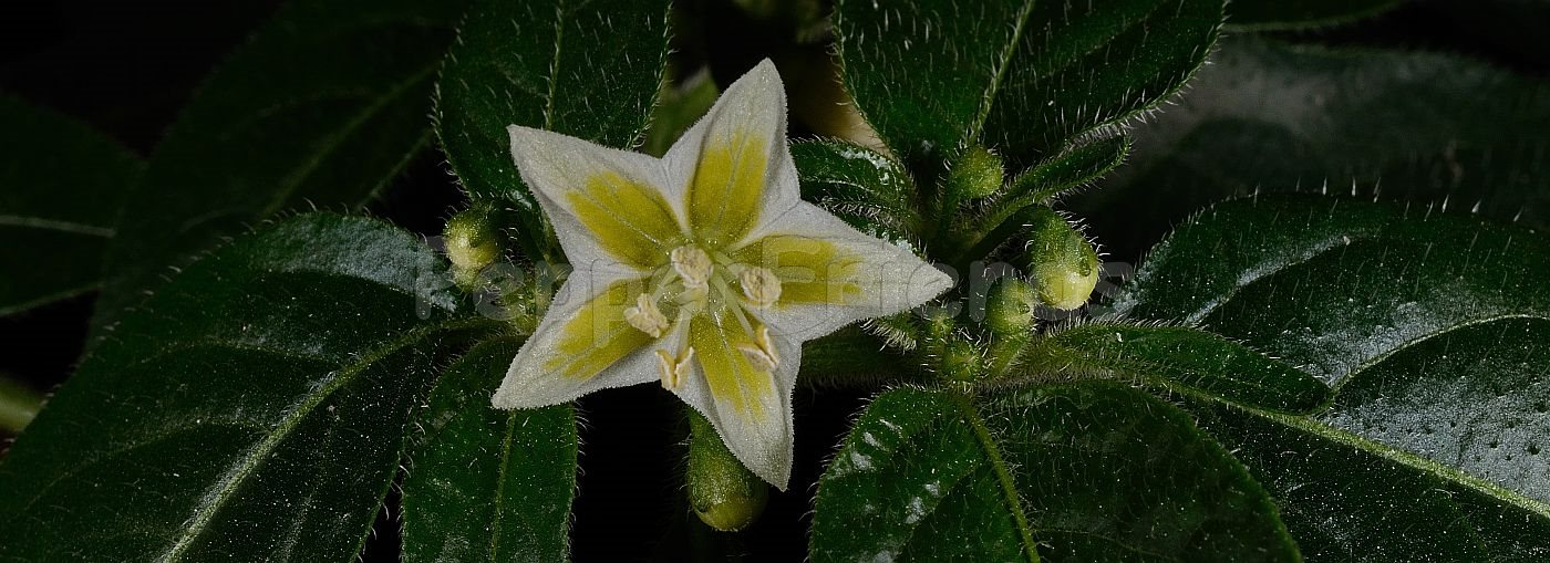 Capsicum villosum Sendtn. var. muticum Sendtn.