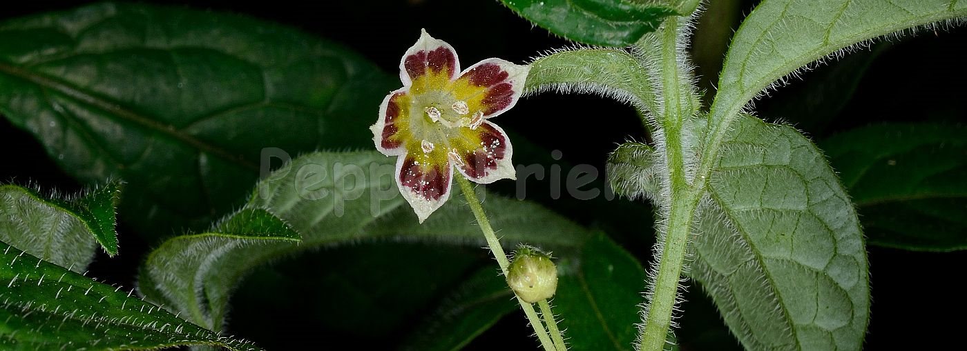 Capsicum villosum Sendtn.