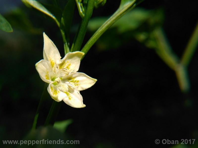 aji-amarillo_004_fiore_01.jpg