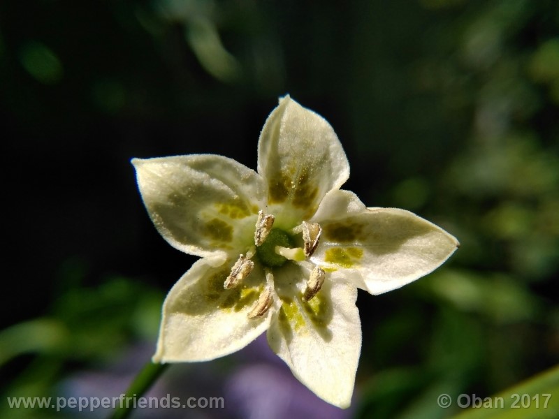 aji-amarillo_004_fiore_02.jpg