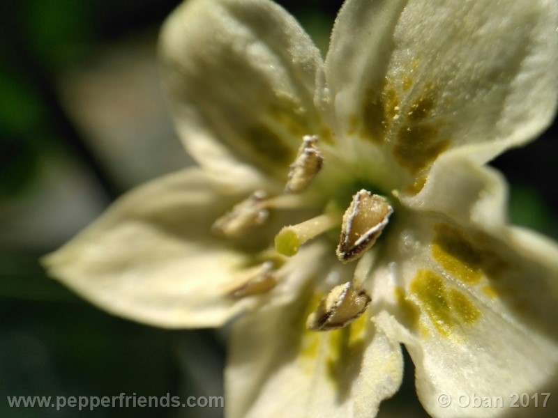 aji-amarillo_004_fiore_03.jpg