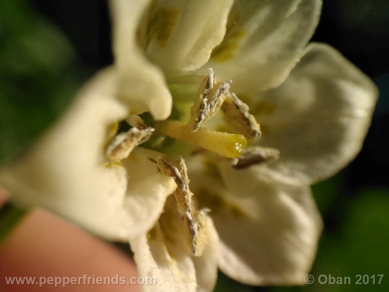 aji-amarillo_004_fiore_04.jpg