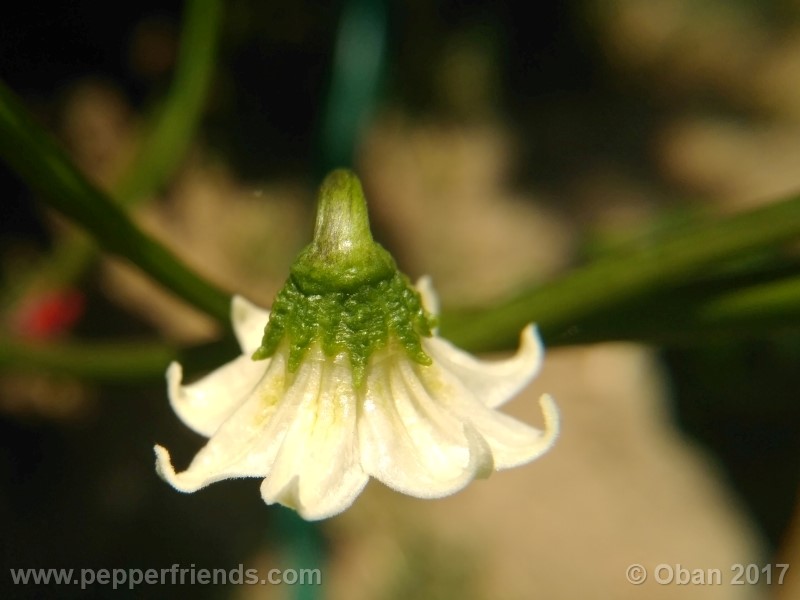 aji-amarillo_004_fiore_05.jpg