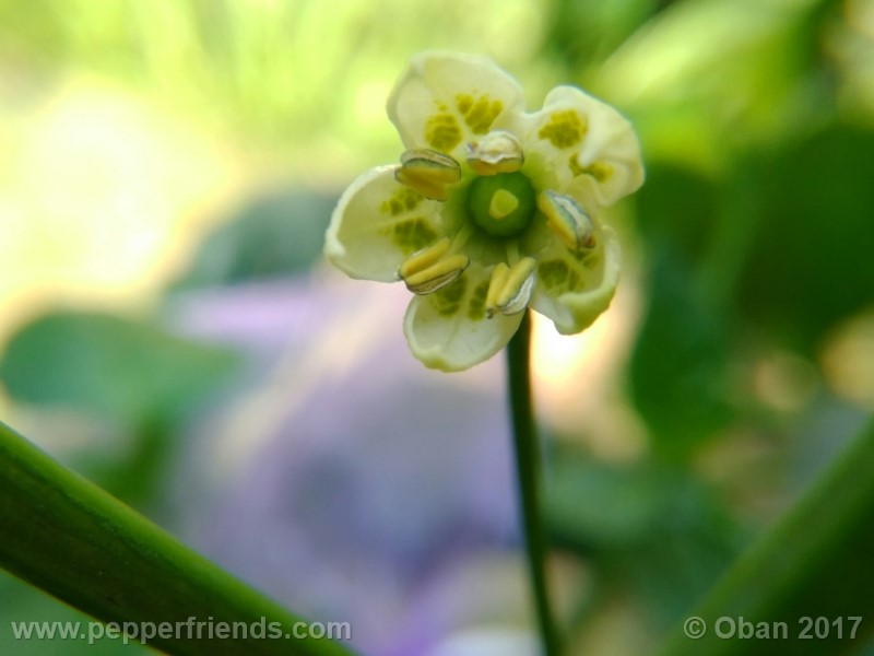 aji-amarillo_004_frutto_01.jpg