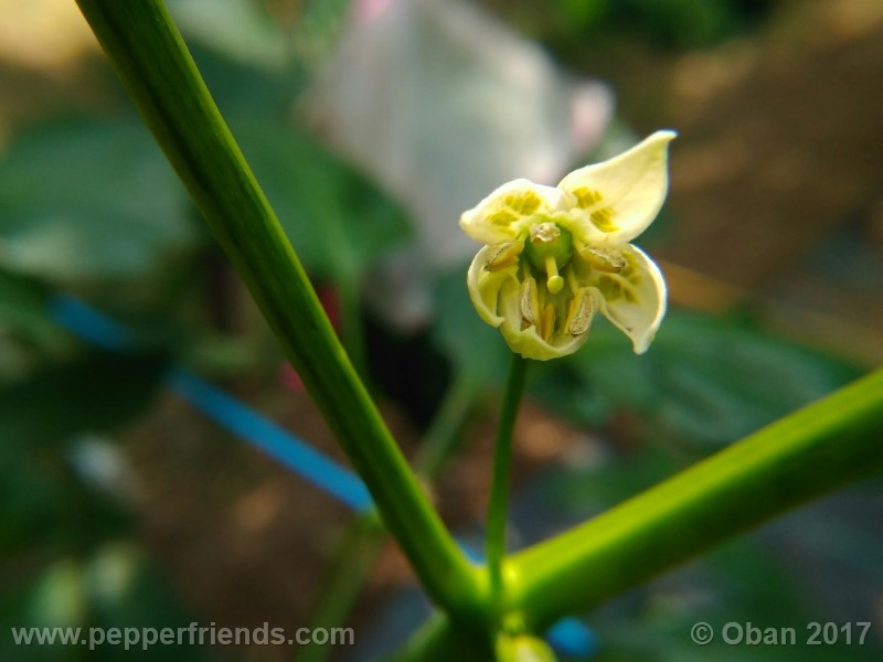 aji-amarillo_004_frutto_02.jpg