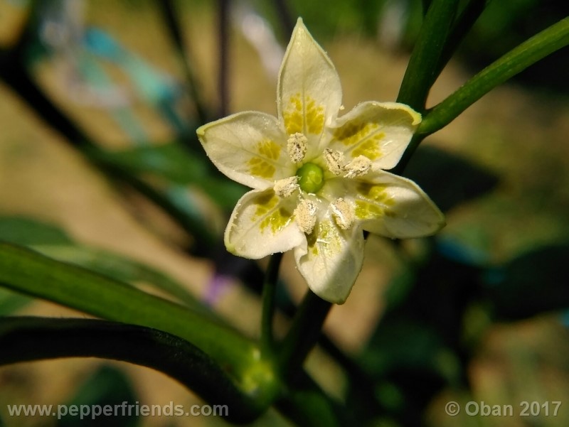 aji-amarillo_004_frutto_03.jpg