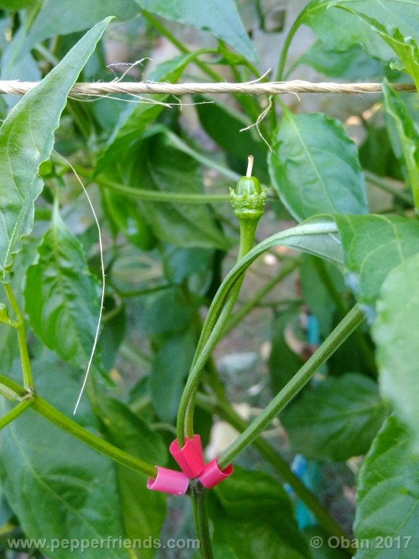 aji-amarillo_004_frutto_04.jpg