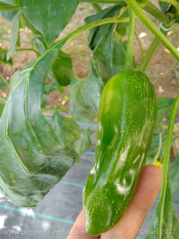 aji-amarillo_004_frutto_06.jpg