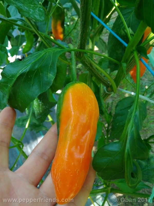 aji-amarillo_004_frutto_08.jpg