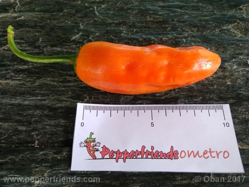 aji-amarillo_004_frutto_09.jpg