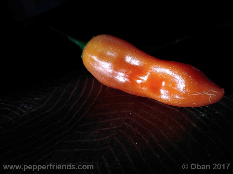 aji-amarillo_004_frutto_10.jpg