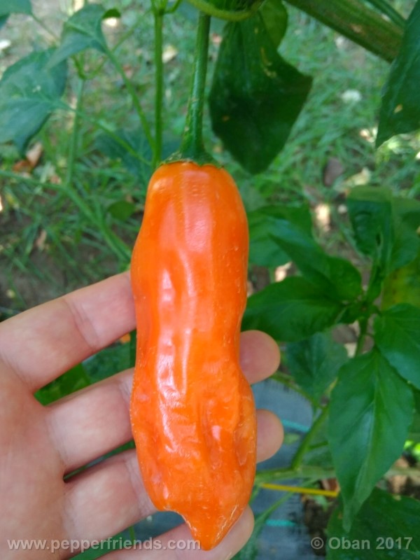 aji-amarillo_004_frutto_11.jpg