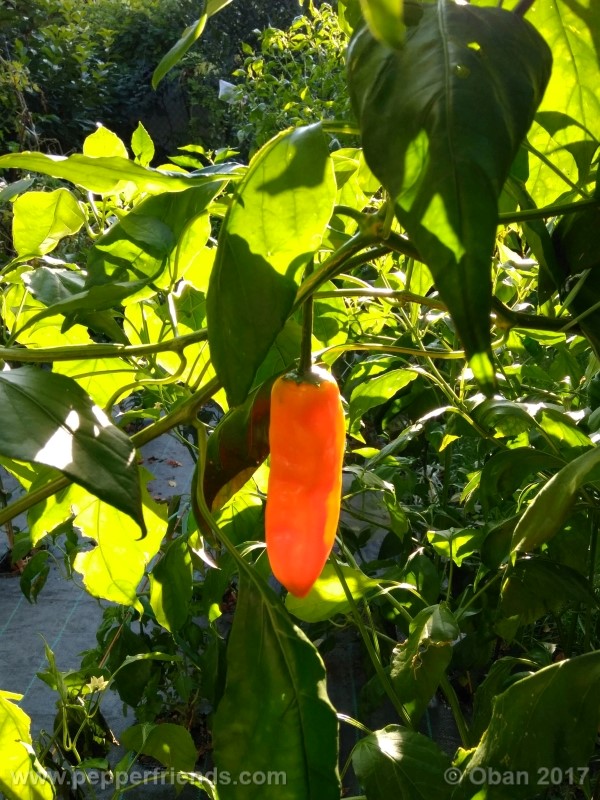 aji-amarillo_004_frutto_14.jpg