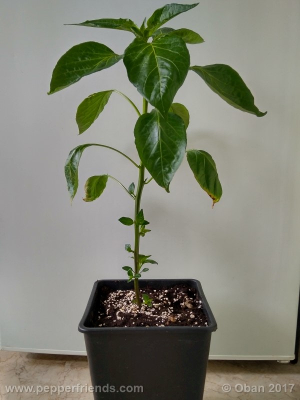 aji-amarillo_004_pianta_05.jpg