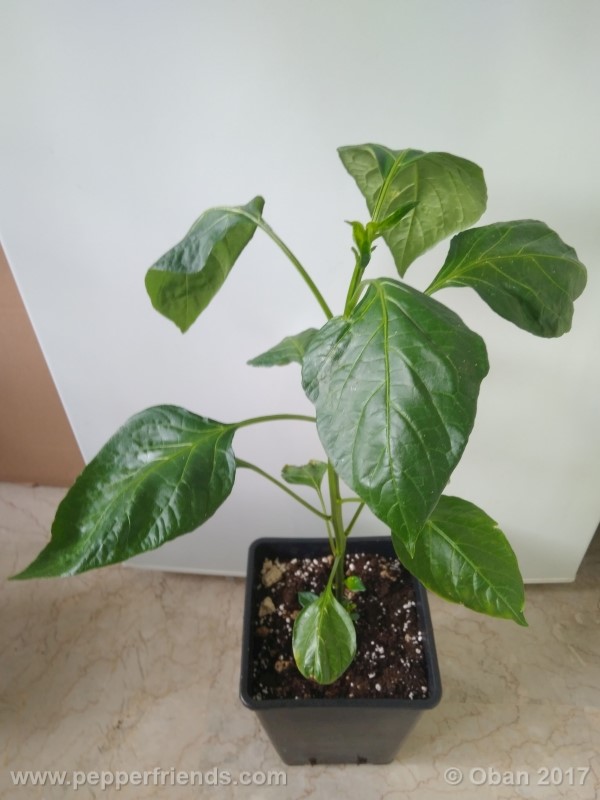 aji-amarillo_004_pianta_08.jpg